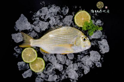 圖片 【海口峰水產】澎湖野生 邦頭魚（黃錫鯛）