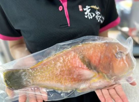 圖片 【赤崁峰水產】澎湖鳳蓮魚 （紅衣鸚哥魚）