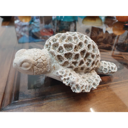 圖片 【CORAAL】蚵殼珊瑚龜